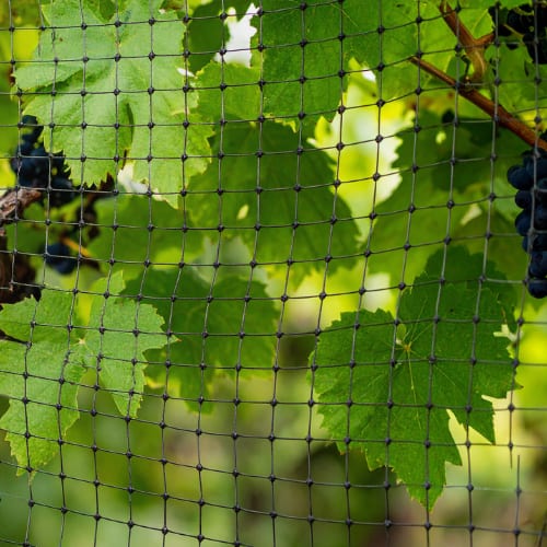 Black mesh netting protects grape clusters and leaves in a vineyard.