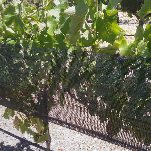A black shade cloth hangs over grapevine rows to protect fruit and foliage from sun exposure.