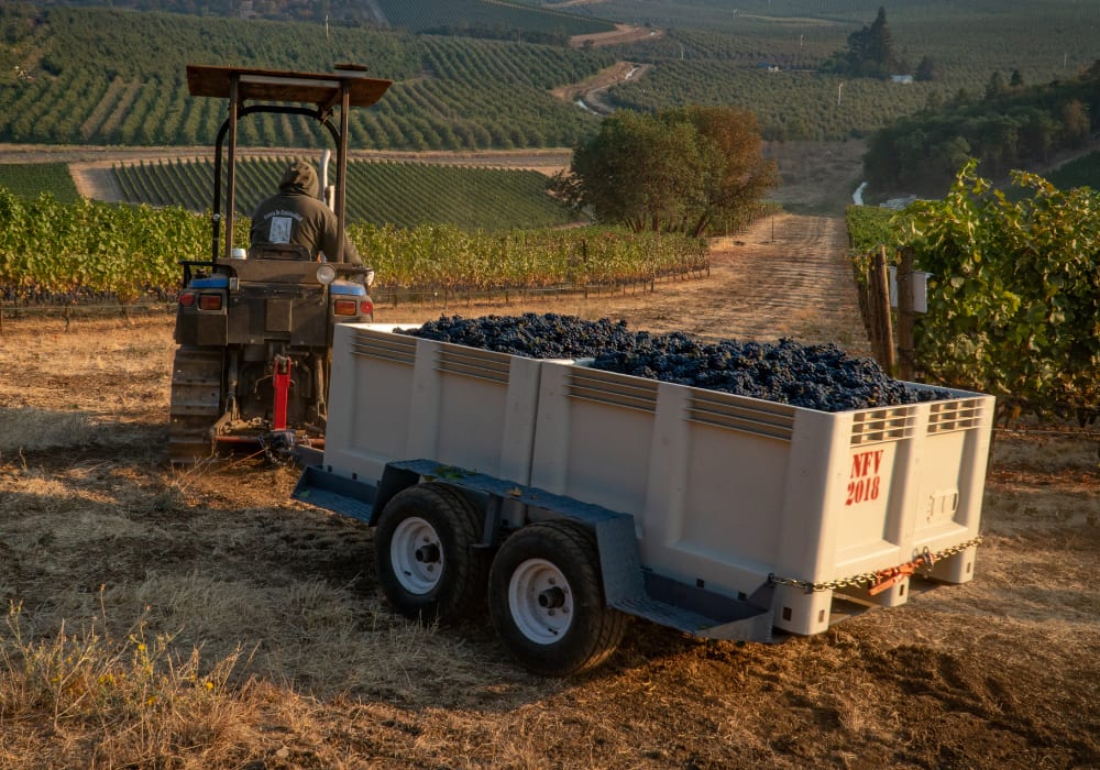 A tractor pulls a white trailer filled with harvested grapes through a vineyard, marked with "NFV 2018" on the side.