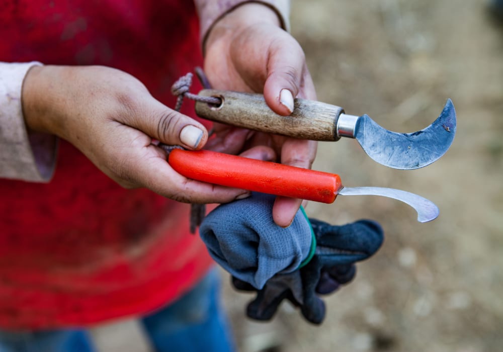 Hands holding two curved harvesting knives—one with a wooden handle, one with a red one—with a cloth glove tucked between them.