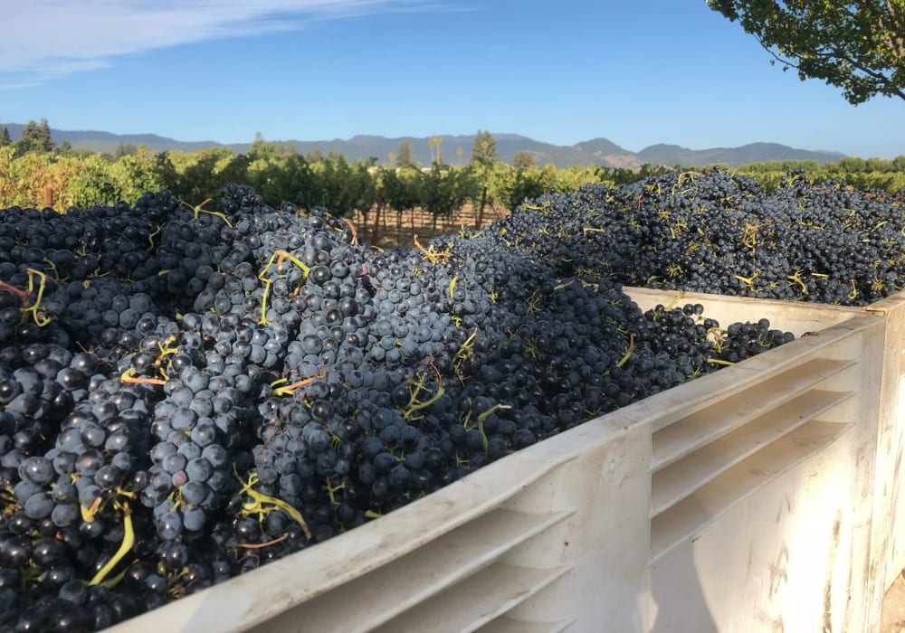 White plastic bins overflowing with harvested dark grapes, set against a vineyard landscape under a clear blue sky.