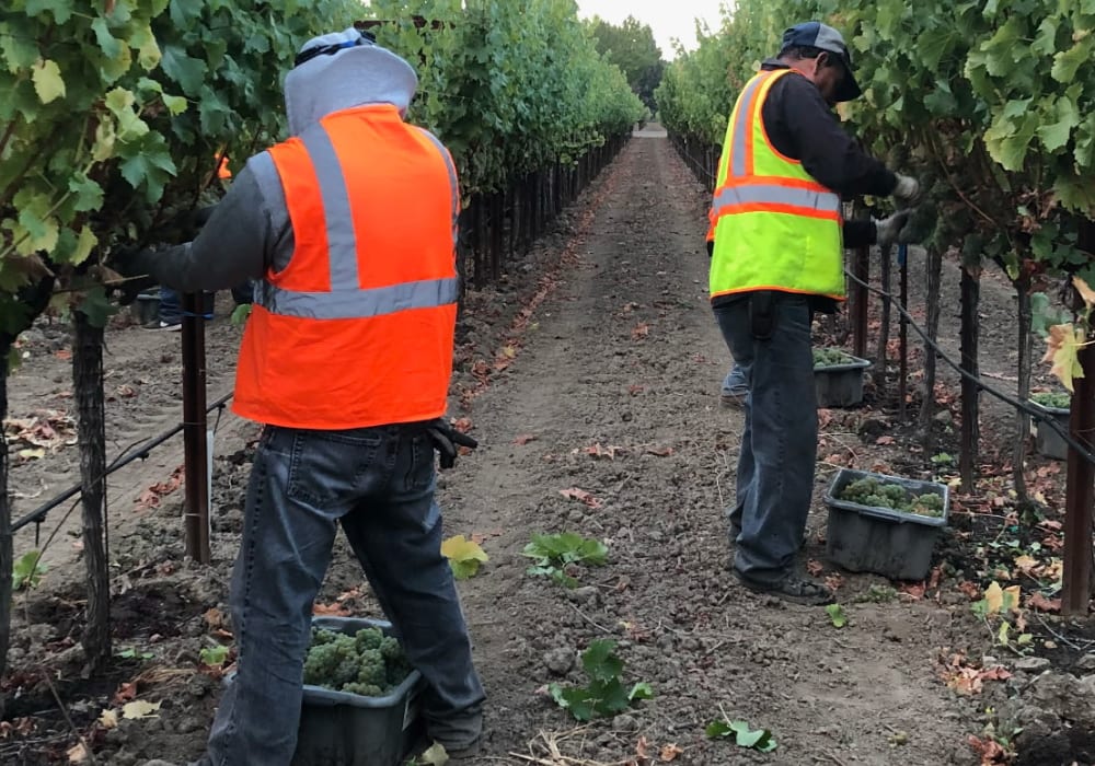 Workers in high-visibility vests harvesting grapes into bins along a vineyard row.