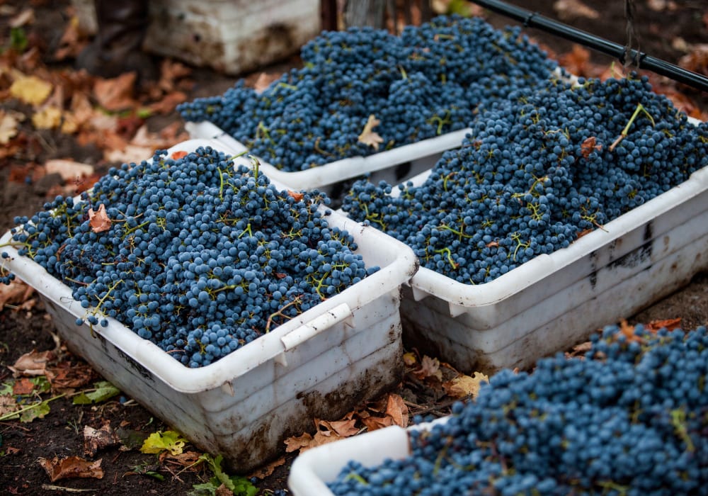 White plastic bins filled with freshly harvested dark blue grapes, resting on soil scattered with fallen leaves.